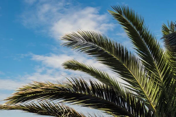 Низький Кут Пострілу Пальмових Гілок Блакитне Небо — стокове фото