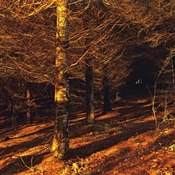 Vacker Bild Höstträd Och Löv Skog Ett Orange Ljus Mörker — Stockfoto