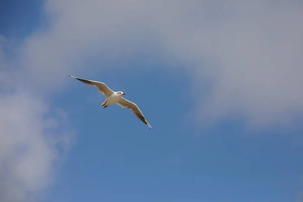 Biała Mewa Latająca Błękitnym Niebie Ciągu Dnia — Zdjęcie stockowe