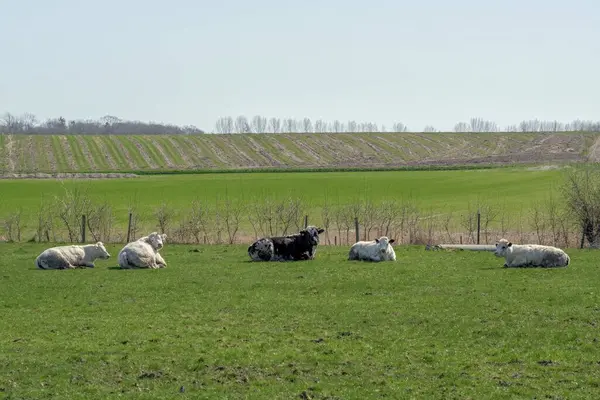 緑の畑に牛が休んでいる姿がクローズアップされ 背景には畑や木々が広がっています — ストック写真