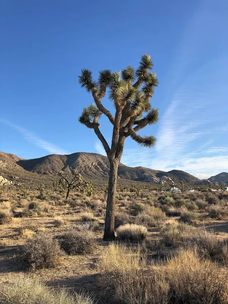 Beau Cliché Joshua Dans Désert Nouveau Mexique Avec Ciel Bleu — Photo