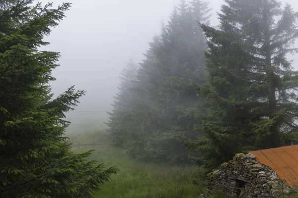 Titokzatos Táj Amelyben Köd Elárasztja Fenyőerdőt — Stock Fotó