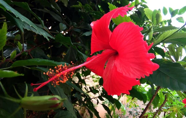 Zbliżenie Strzał Piękny Czerwony Chiński Hibiskus Kwiat Zielonym Tle — Zdjęcie stockowe