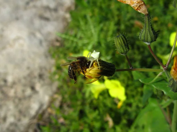 Ένα Όμορφο Πλάνο Του Καβουριού Humped Αράχνη Και Μέλισσα Ένα — Φωτογραφία Αρχείου