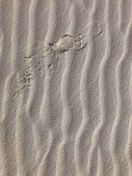 Gros Plan Sable Balayé Par Vent Dans Désert Nouveau Mexique — Photo