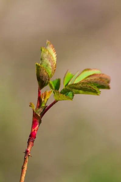 Vertikal Närbild Blad Gren Solljuset Villeneuve Schweiz — Stockfoto