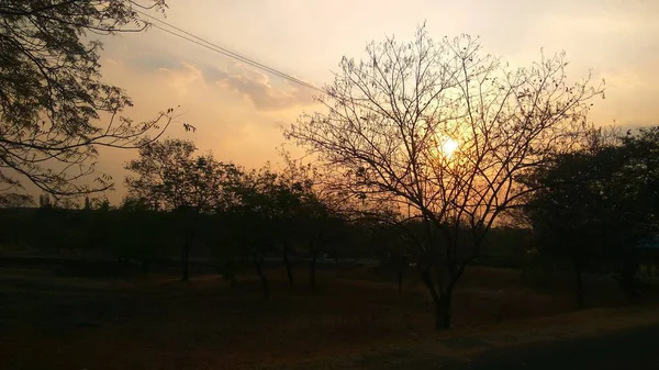 Colpo Esteticamente Accattivante Numerosi Alberi Durante Tramonto — Foto Stock