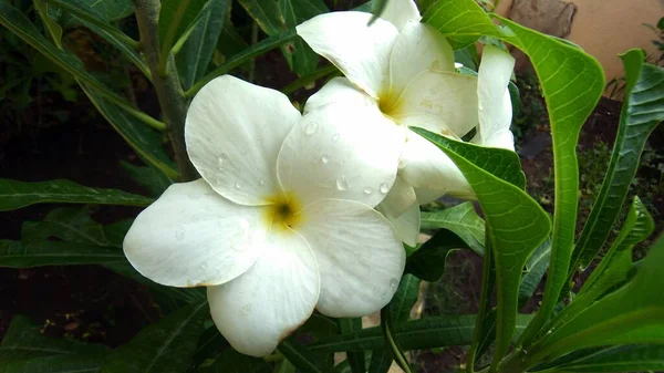 Gros Plan Une Belle Fleur Mandevilla Sur Fond Vert — Photo