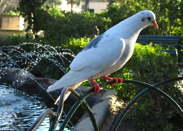 マルタの公園の噴水の近くの金属製のチューブの上に立つ美しい国内の花びら鳩 — ストック写真