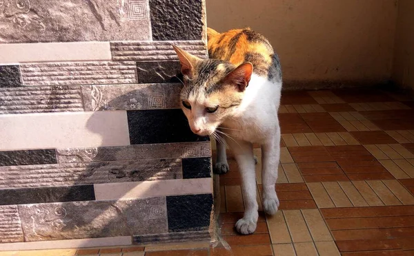 一只可爱的猫站在褐色和米黄色瓷砖墙旁边的照片 — 图库照片