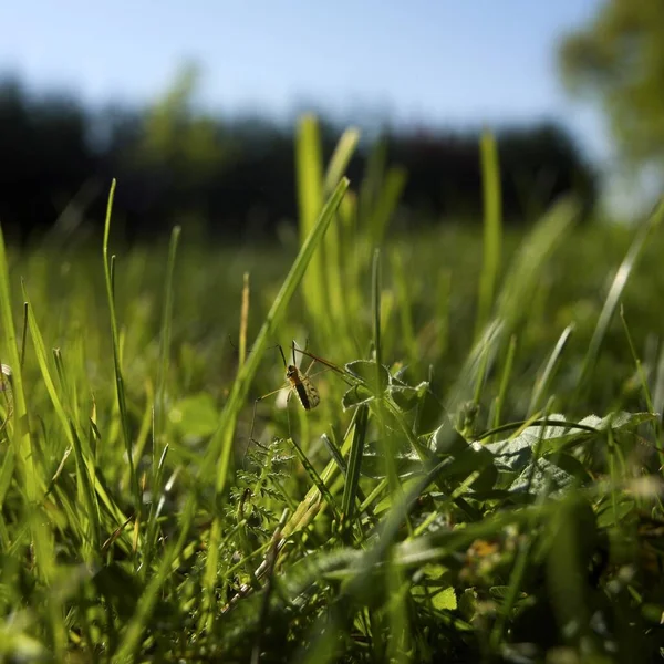 Closeup Shot Bug Grass Sky Background — Stock Photo, Image