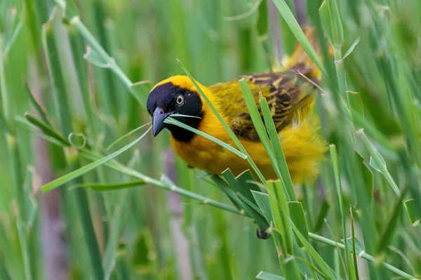 Yellow Masked Weaver cutting grass for its nest at lake Panic Kruger Park South-Africa.