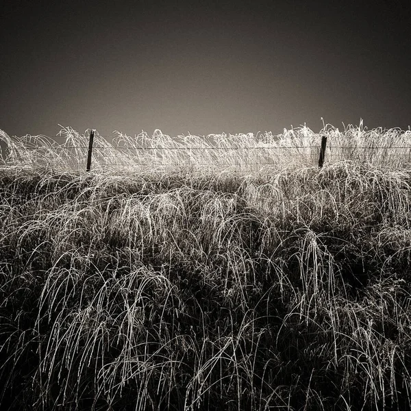 Gråskala Närbild Skott Gräs Fält Med Ett Staket Klar Himmel — Stockfoto
