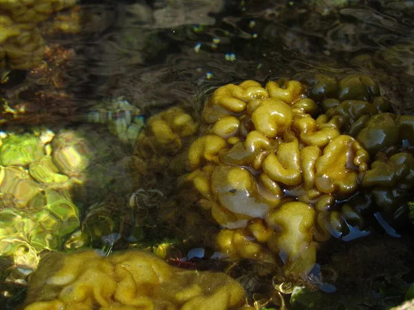 マルタの海での黄色の植生の美しいショット 背景に最適です — ストック写真