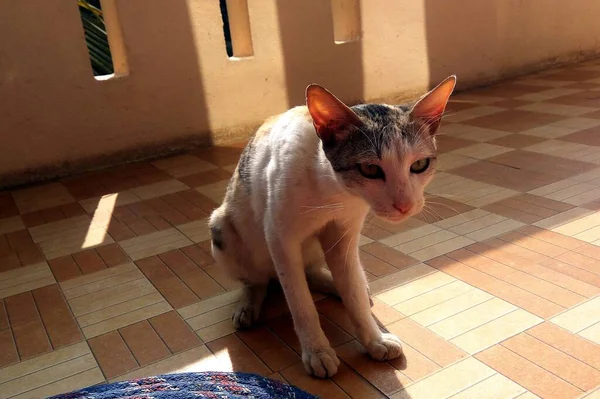 Tiro Gato Bonito Sentado Azulejos Castanhos Bege — Fotografia de Stock