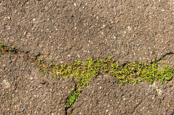 Das Gras Wächst Zwischen Dem Rissigen Asphalt — Stockfoto