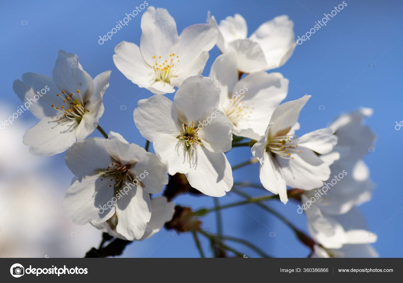 Foco Suave Hermosas Flores Cerezo Blanco Floreciendo Árbol Con Fondo:  fotografía de stock © Wirestock #360386866 | Depositphotos