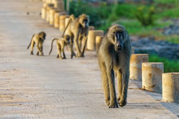 南アフリカのクリーガー公園の橋の上にいる男のバブーン — ストック写真