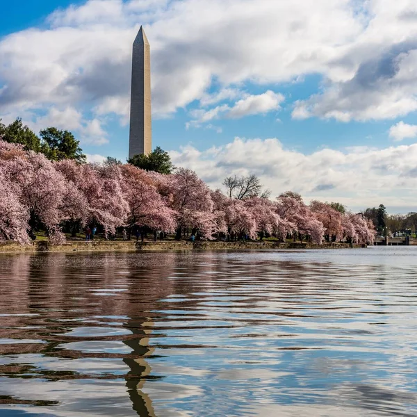 Národní Obchoďák Obklopený Stromy Jezerem Pod Zataženou Oblohou Washingtonu — Stock fotografie