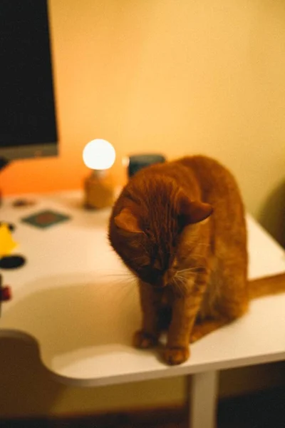 Uma Imagem Vertical Gato Doméstico Vermelho Sobre Mesa Sob Luzes — Fotografia de Stock