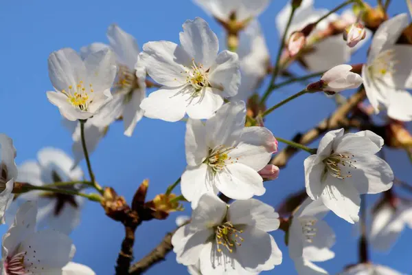 春には背景がぼんやりとした木の上に咲く美しい白い桜の花の柔らかな焦点 — ストック写真