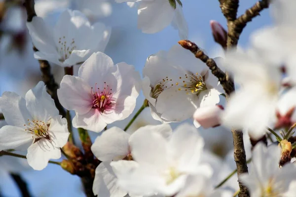 Soft Focus Beautiful Pink Cherry Blossom Flowers Blooming Tree Blurry — Stock Photo, Image