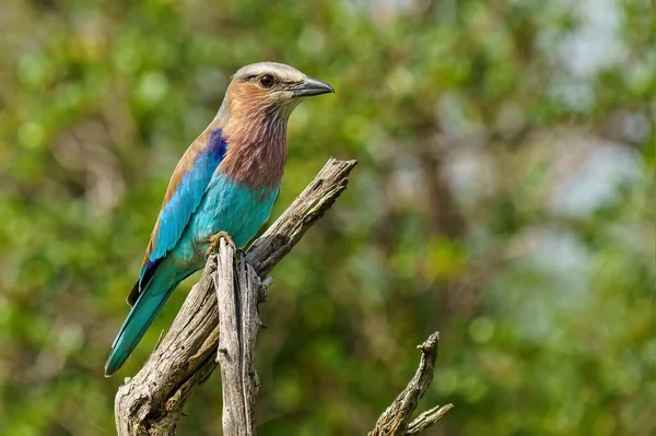 Beautiful Colored Lilac Breasted Roller Sitting Branch Blurred Green Background — стоковое фото