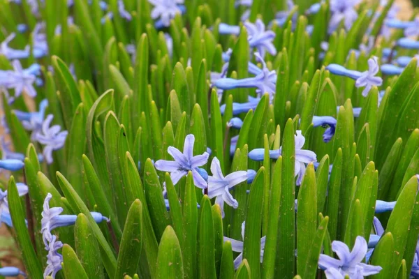 Mor Çizgili Bir Grup Güzel Çiçeğin Yakın Plan Fotoğrafı — Stok fotoğraf