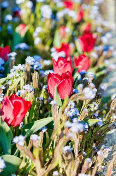 Vertical Selective Focus Row Red Tulips Garden — Stock Photo, Image