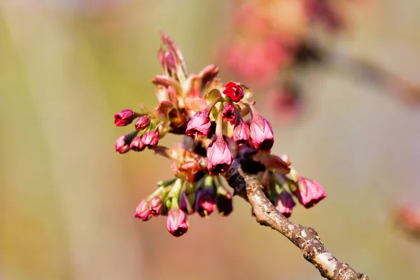 Focus Selettivo Cime Ciliegio Albero Con Sfondo Sfocato — Foto Stock