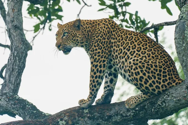 豹子坐在树上看着 克鲁格国家公园靠近Biyamiti休息营 — 图库照片