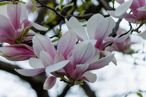Zbliżenie Różowych Kwiatów Magnolii Drzewie Rozmytym Tłem — Zdjęcie stockowe