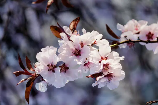Ein Weicher Fokus Aus Schönen Rosafarbenen Kirschblütenblumen Die Frühling Auf — Stockfoto