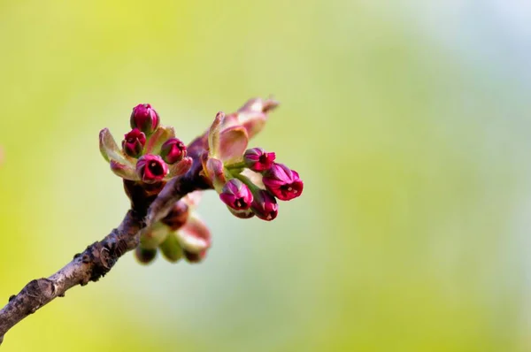 Selective Focus Cherry Buds Tree Blurry Background — Stock Photo, Image