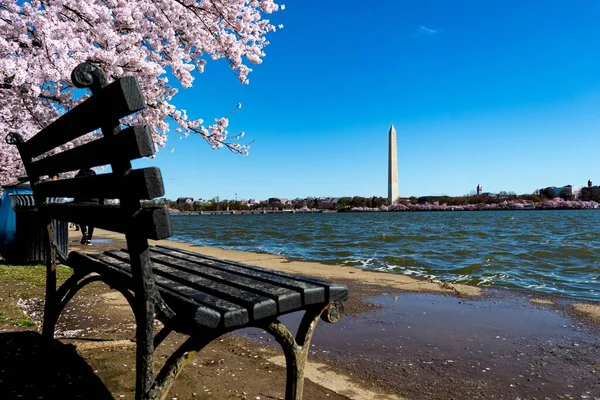 Bench Surrounded Cherry Blossoms Water National Mall Background — Stock Photo, Image