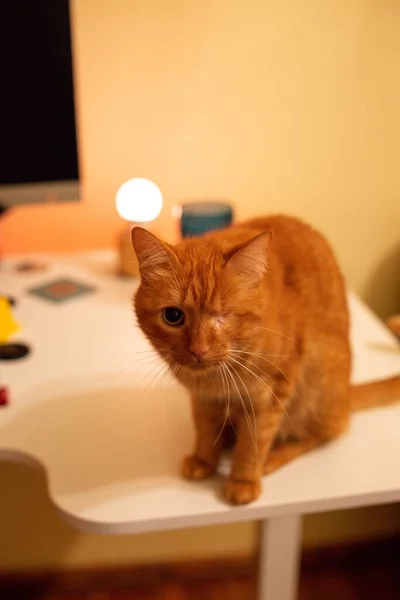 Gros Plan Chat Rouge Domestique Avec Œil Debout Sur Table — Photo