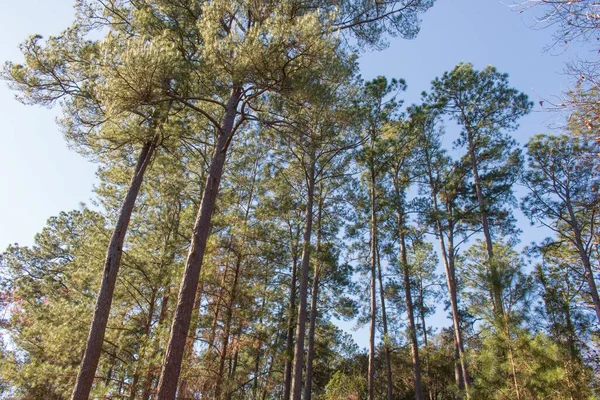 Una Vista Ángulo Bajo Los Árboles Bosque Bajo Luz Del — Foto de Stock