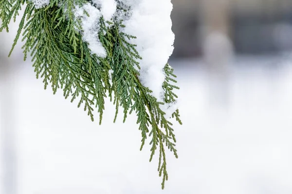 Foco Suave Folhas Cipreste Com Neve Fundo Embaçado — Fotografia de Stock