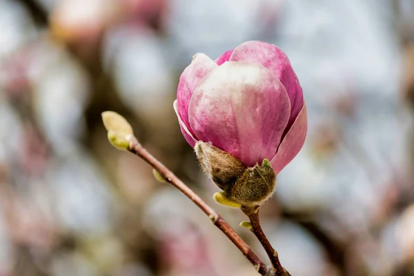 Soft Focus Pink Magnolia Bud Tree Blurry Background — Stock Photo, Image