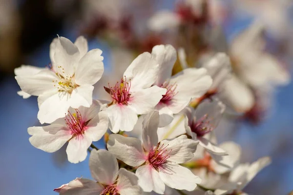 Soft Focus Beautiful Pink Cherry Blossom Flowers Blooming Tree Blurry — Stock Photo, Image