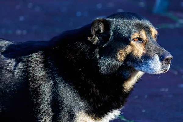 太陽が彼の顔に輝くと遠くに見える通りに黒い犬の肖像画 — ストック写真