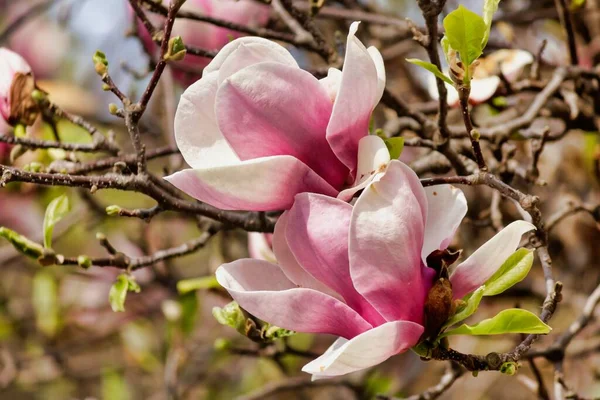 Een Closeup Van Roze Magnolia Bloemen Een Boom Met Boomtakken — Stockfoto