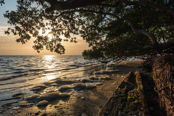 Das Vom Meer Und Bäumen Umgebene Ufer Sonnenlicht Während Des — Stockfoto