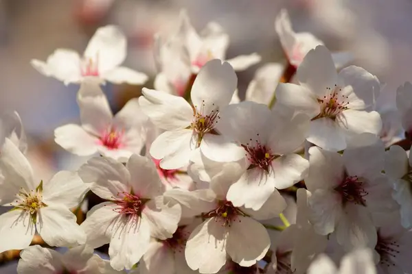 春には背景がぼんやりとした木の上に美しいピンクの桜の花が咲き誇ります — ストック写真
