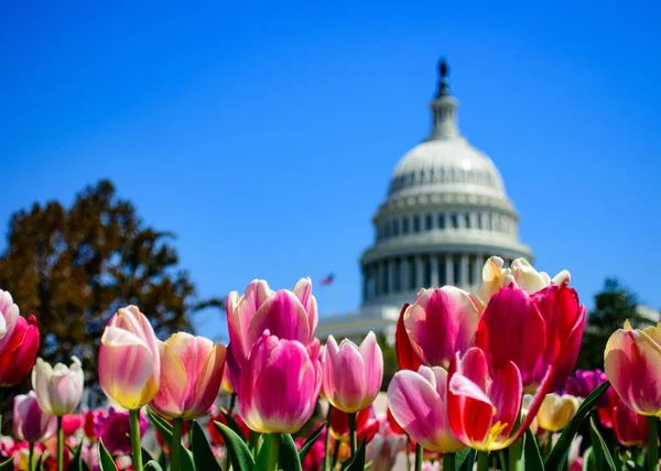 Closeup Tulips Sunlight United States Capitol Blurry Background — Stock Photo, Image