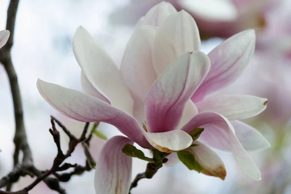 Gros Plan Une Fleur Magnolia Rose Sur Arbre Fond Flou — Photo