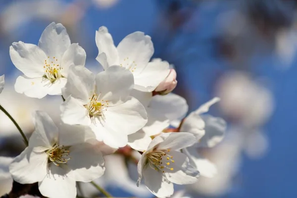 春には背景がぼんやりとした木の上に咲く美しい白い桜の花の柔らかな焦点 — ストック写真