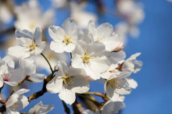 Ein Weicher Fokus Aus Schönen Weißen Kirschblütenblumen Die Frühling Auf — Stockfoto