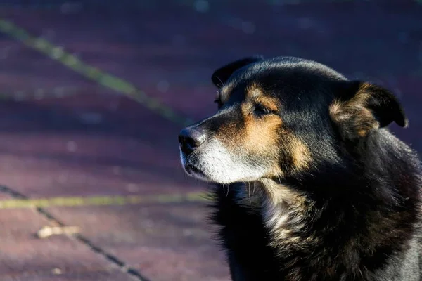 Боковой Вид Черной Собаки Улице Смотрящей Издалека Сияющим Солнцем Лице — стоковое фото