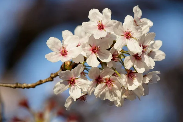 Soft Focus Beautiful Pink Cherry Blossom Flowers Blooming Tree Blurry — Stock Photo, Image